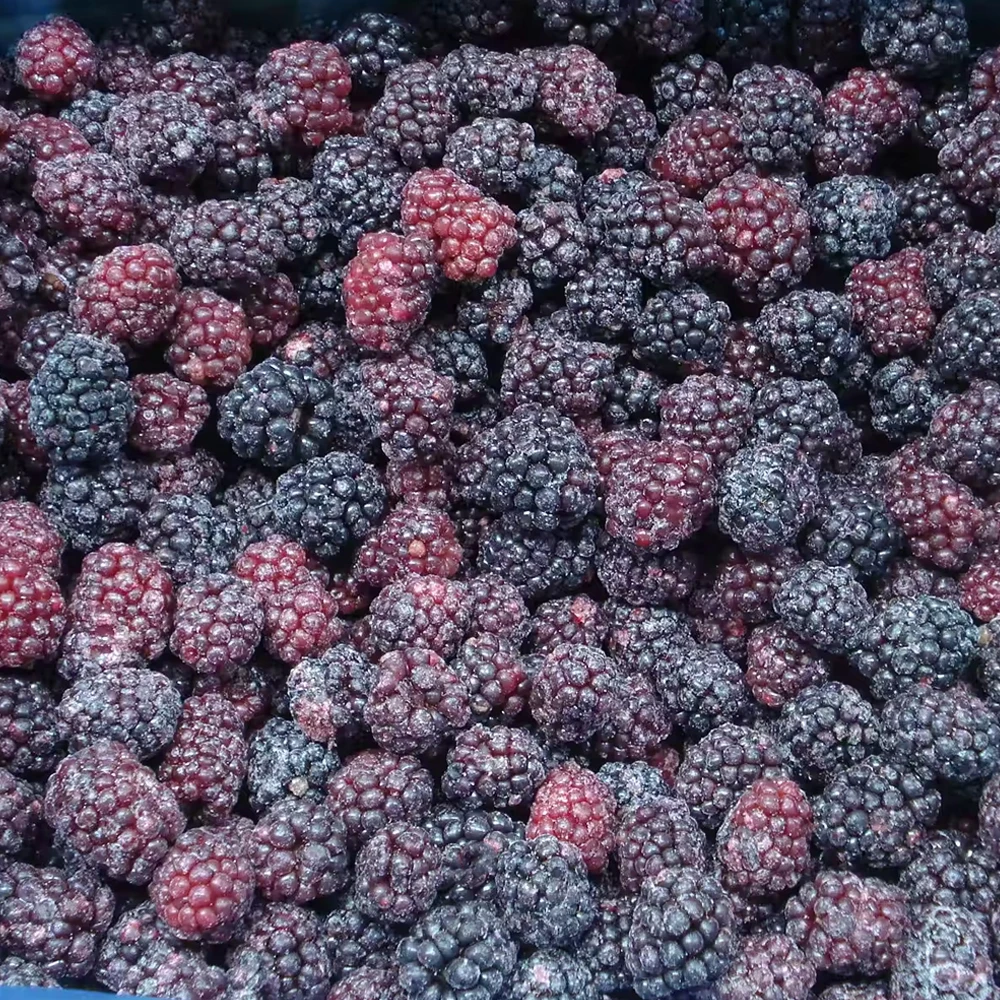 Yüksək Keyfiyyətli Dondurulmuş Qarağat IQF Qarağat Meyvələri Toptan Satış Qiyməti Partiyası Təzə IQF Dondurulmuş Qidalanma Qarağat
