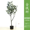 Albero di eucalipto 3