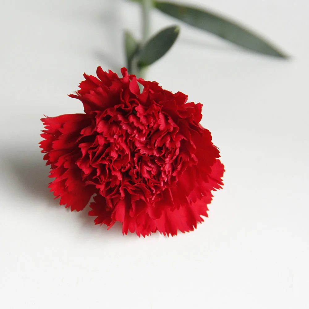 Fresh Cut Flower Bulk China Agriculture Ornamental Plants Fresh Cut