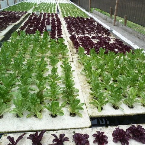 Large Lightweight High Density XPS Foam Board with Glass Cover for Deep Water Culture Hydroponics