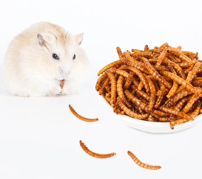 Can hamster eat on sale mealworms