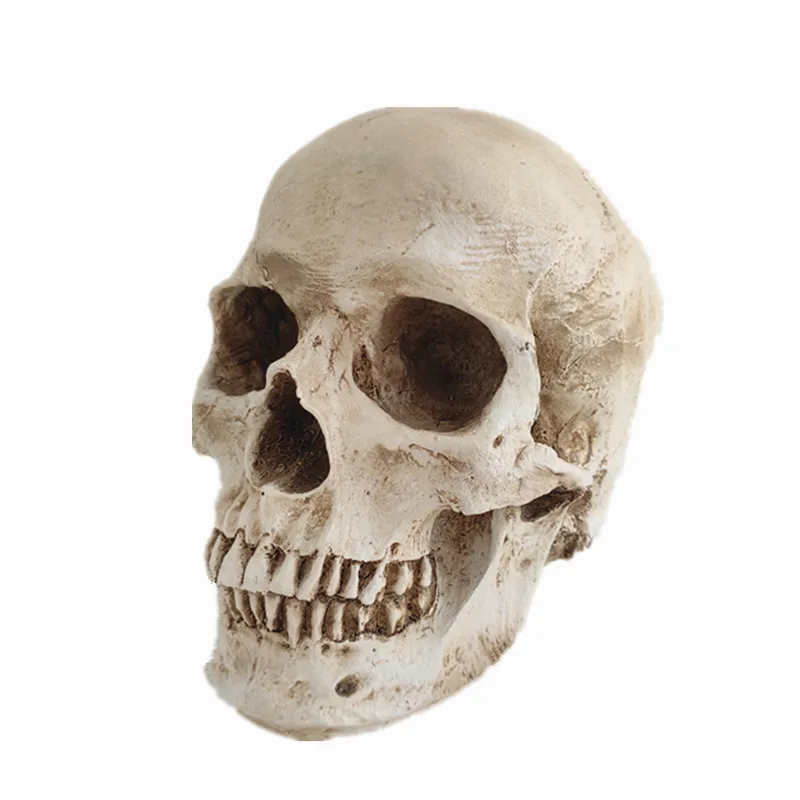 万圣节派对装饰树脂象牙头骨头雕塑 - buy skull head,halloween