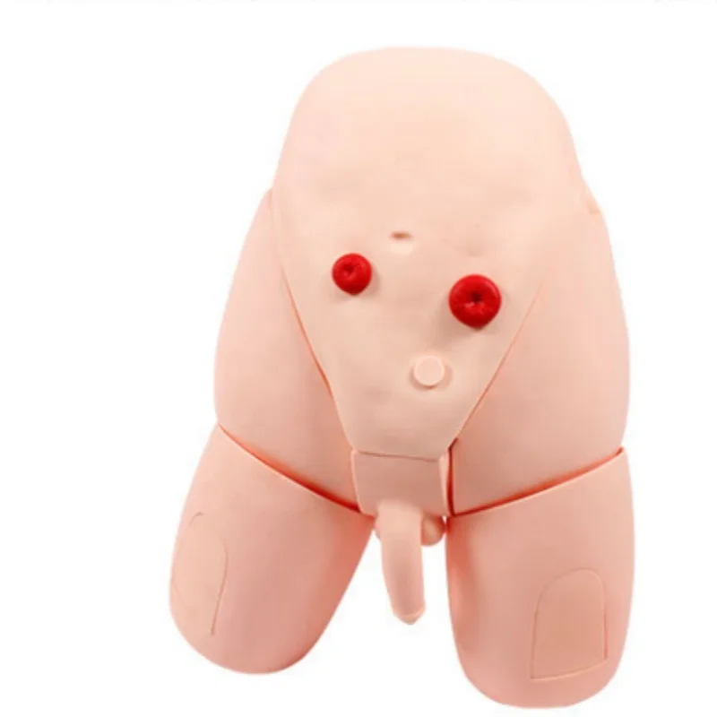 DARHMMY PVC Male Catheterisation Teaching Model for Medical Science for Nursing Skills Training in Schools and Hospitals