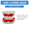 2x magnification of the oral cavity - fixed teeth