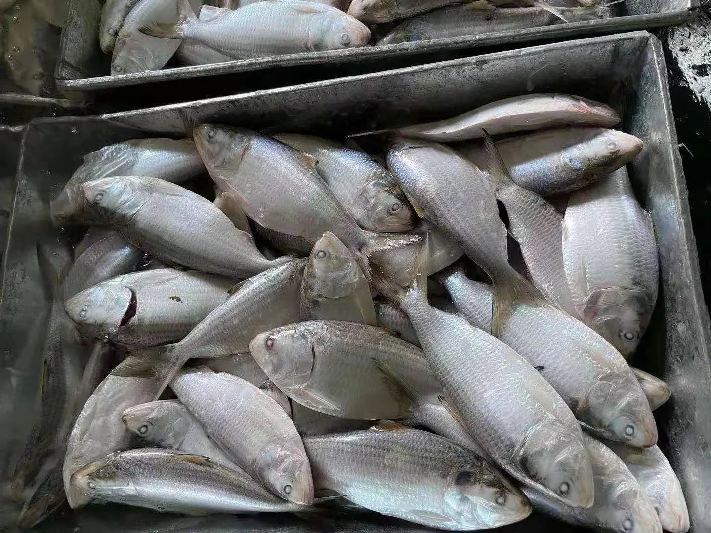 批发海鲜鱼冷冻海鲜鱼鱼群点状海蜇150-250克