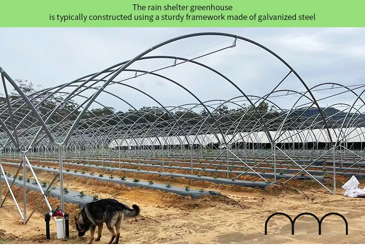 Economical Multispan Rain Shelter Greenhouse with Hot Galvanized Steel Frame for Kiwi Growing