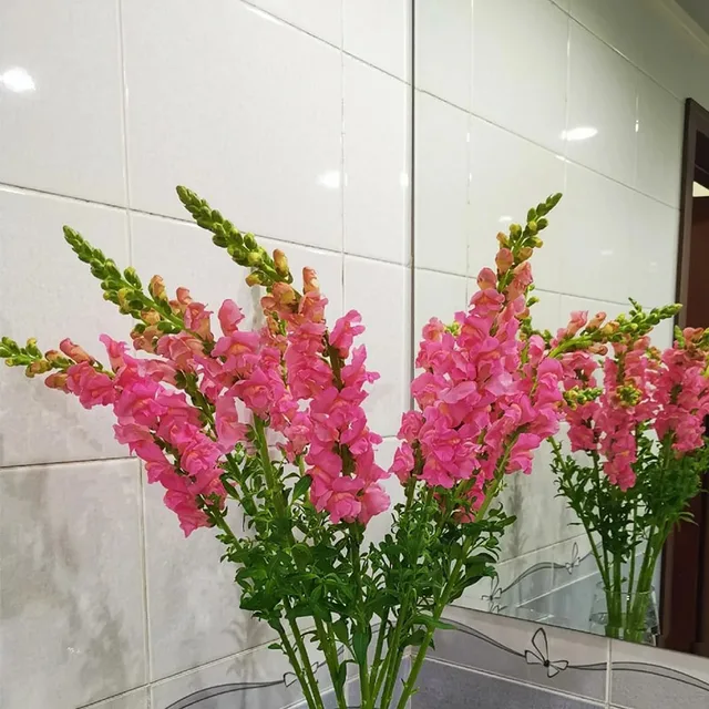 Snapdragon  Long Stem Real  Flower Wholesale Fresh Chinese Supplier