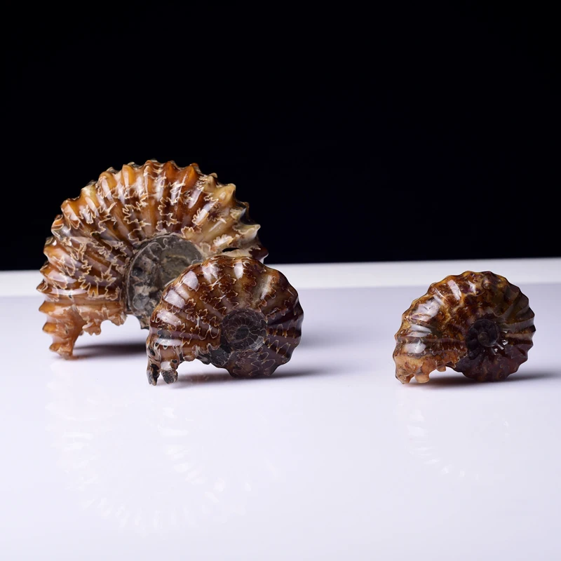 High Quality Natural Marisa Cornuarietis Ammonite Madagascar Specimen Decoration