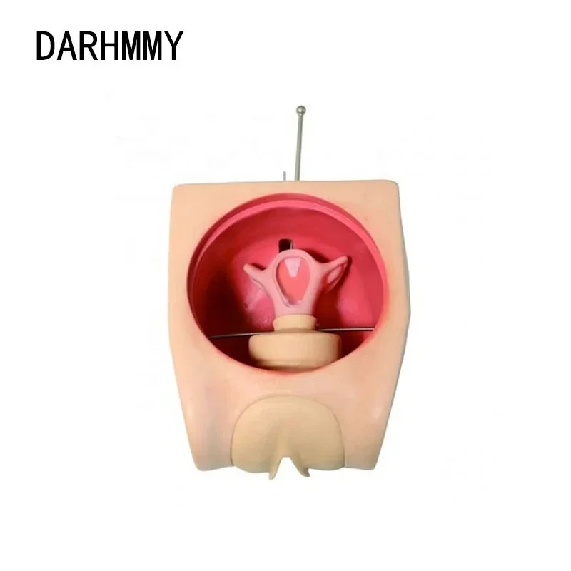 DARHMMY Advanced Female Contraception Simulator Model for Medical ...