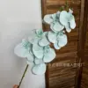 7 Phalaenopsis orchids