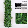 Prato di Virginia creeper (60 cm di altezza, 40 cm di larghezza)