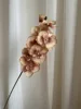Non-Woven Phalaenopsis