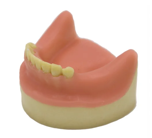 Implant Practice Mandibular Jaw Teeth Model
