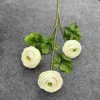 Ranunculus 6