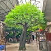 árbol de banyan