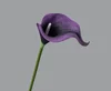 Pourpre