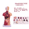 Torso de 26 cm, 15 piezas desmontables.