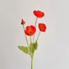 Red Poppy sunset