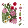 Soft Pink Fern