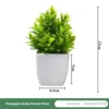 Plante en pot d'herbe d'ananas