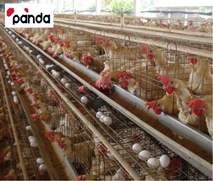 H Type Battery Chicken Cage Layer Poultry Cage Sale for Africa Farm