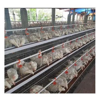 A Type 160 Birds Semi Automatic Hot Dipped Galvanized Layer Cages Egg Chicken Poultry Farm Multifunctional Provided 2.5-4.0 Mm