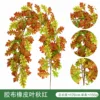 Rubber-leaved Autumn Red Vine