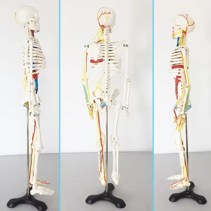 85cm Tall PVC Human Skeleton Model Medical Anatomy Skeleton Plastic Skeleton Model Human Sketeon Model