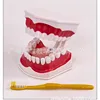 2x silicone tongue for full mouth fixation