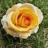 Giallo