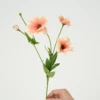 Corail