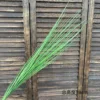 reeds