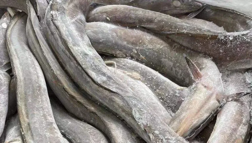 frozen eel fish fillets for market 90-200g