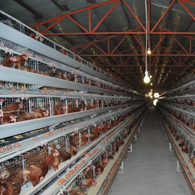 A Shape Wire Mesh Battery 10000 Layer Chickens Farm Bird Cage for Sale