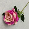 Rosa Morado