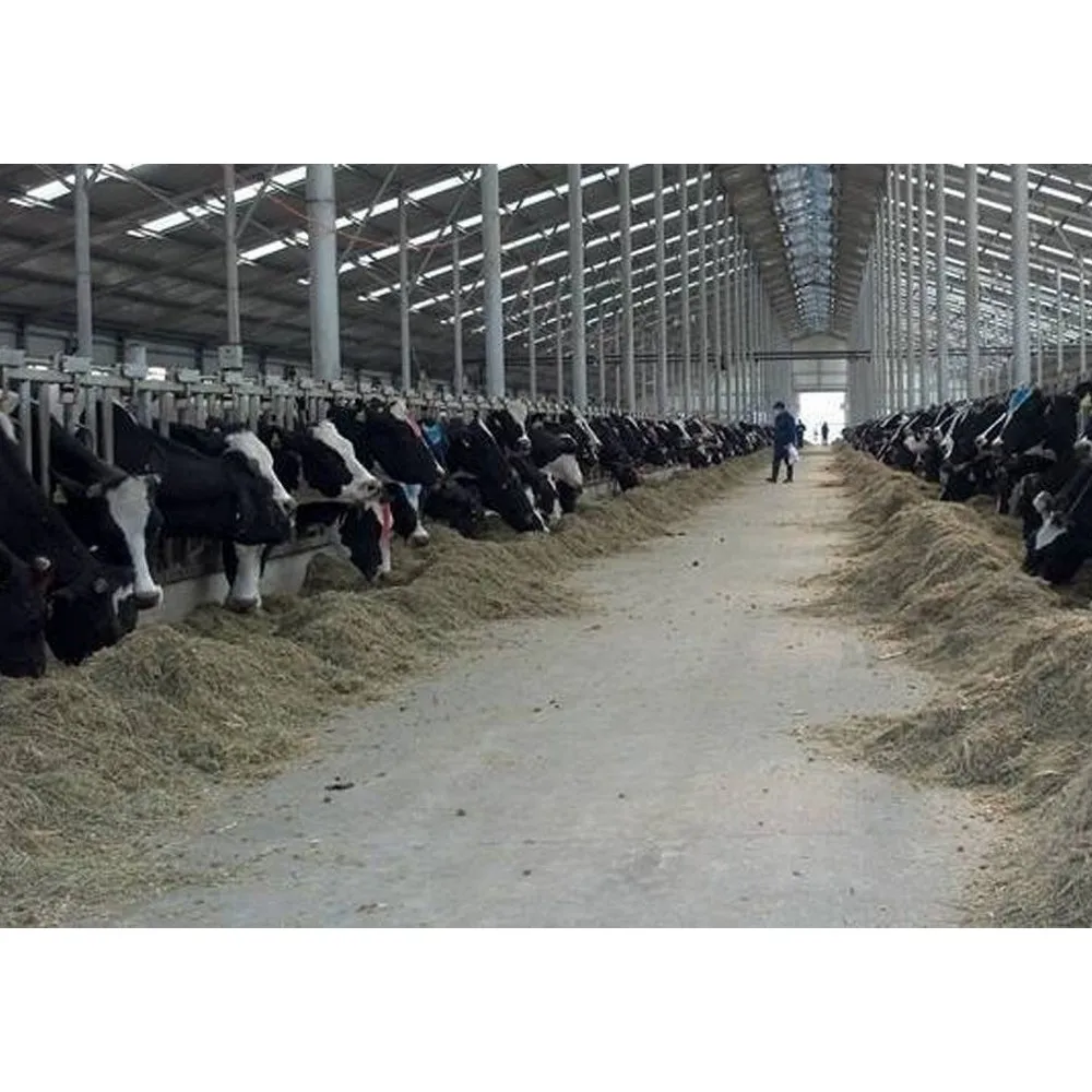 Modern Cow Shed Design Light Steel Structure Dairy Cattle Farm Building