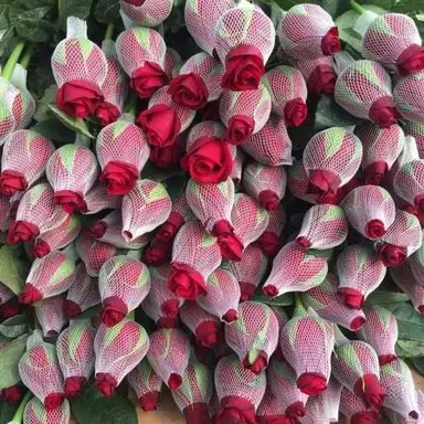 Eco-friendly Factory Produce Protection Rose Bud Flower Wrap Foam Soaks Net