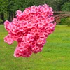 1# rosa melocotón