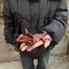 Talla pequeña, negro y rojo.