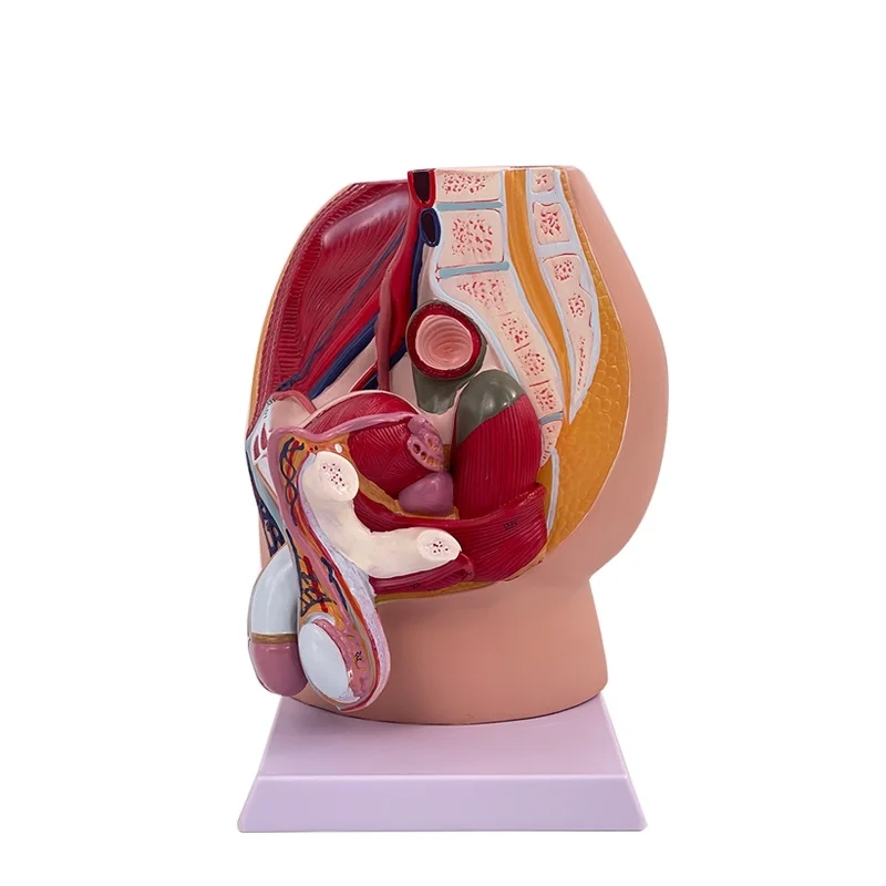 女性盆腔解剖模型女性泌尿生殖生产系统标本人体解剖教学模型