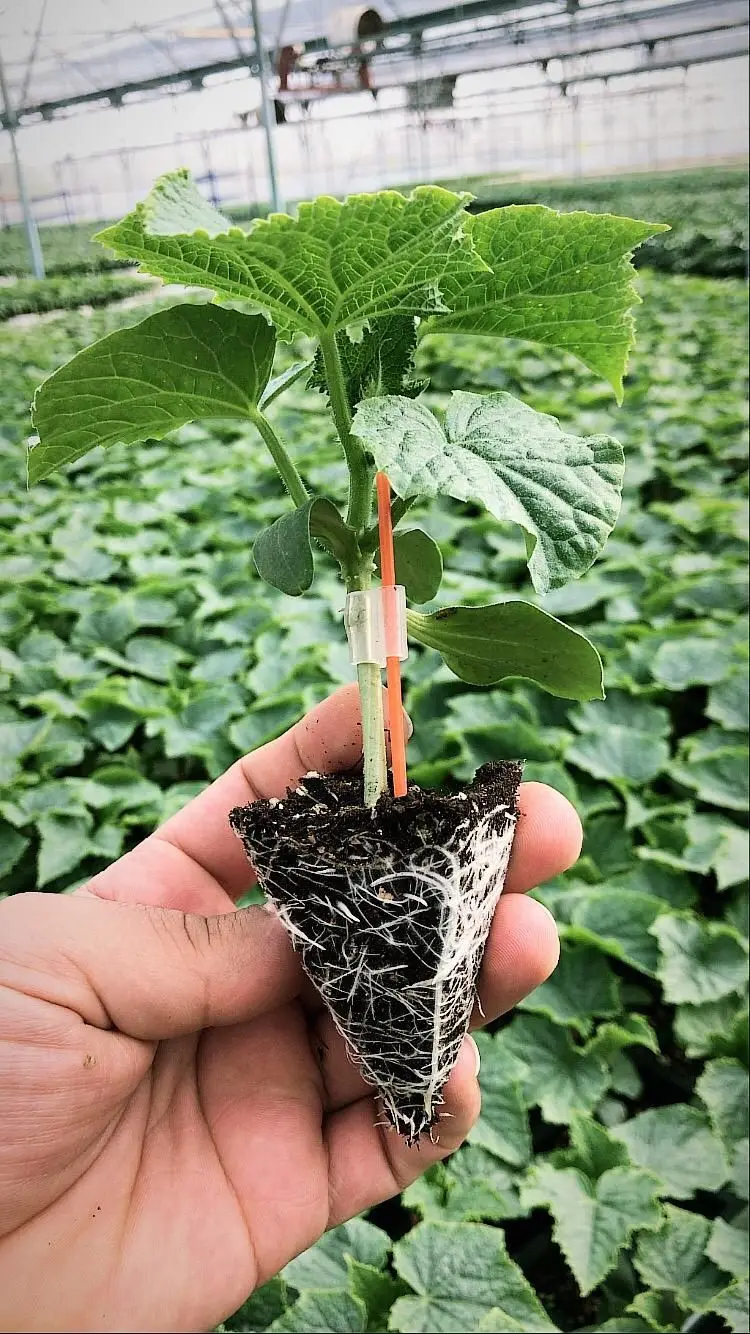 Clip Per Innesto Per Piante E Alberi – 20 Pezzi In ABS, Per Ortaggi, Frutta, Bonsai E Rose, Favorisce La Sopravvivenza