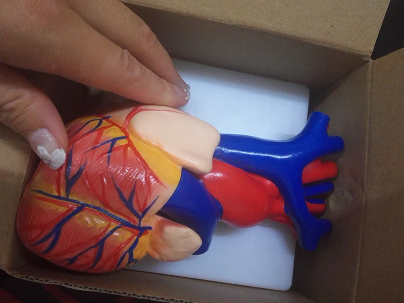 Medical Anatomy Simulation PVC Heart Anatomy 3d Model 2 Part Life Size
