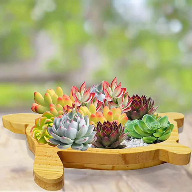 Wholesale Animal Succulent Garden Arrangement Wooden Turtle Planter Pots  Mini Turtle Succulent Pot for Bonsai