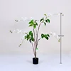 White weeping jasmine potted plant, 120cm