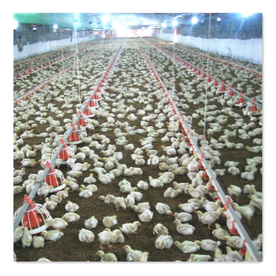 Lowest Price Automatic Poultry Control Shed Equipment for Chicken Broiler