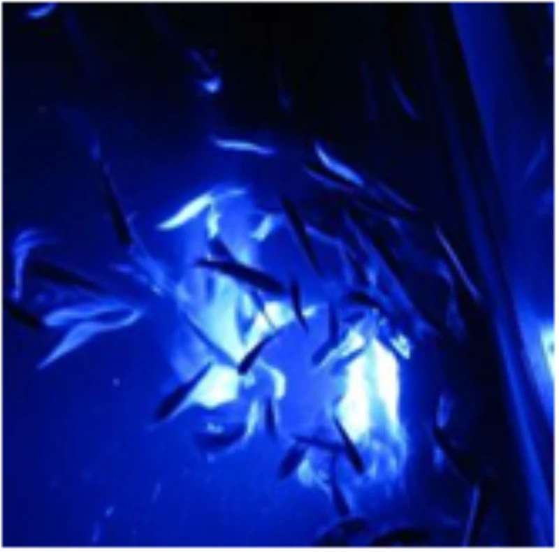 Ocean Vessel Fishing Light IP68 Deep Sea Water Fish Finder Submersible Bluefin Tuna Salmon Underwater Lure Fishing Lamp