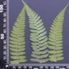 MH688 Scaly-fougère 7-10cm vert 12pcs