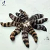 American raccoon