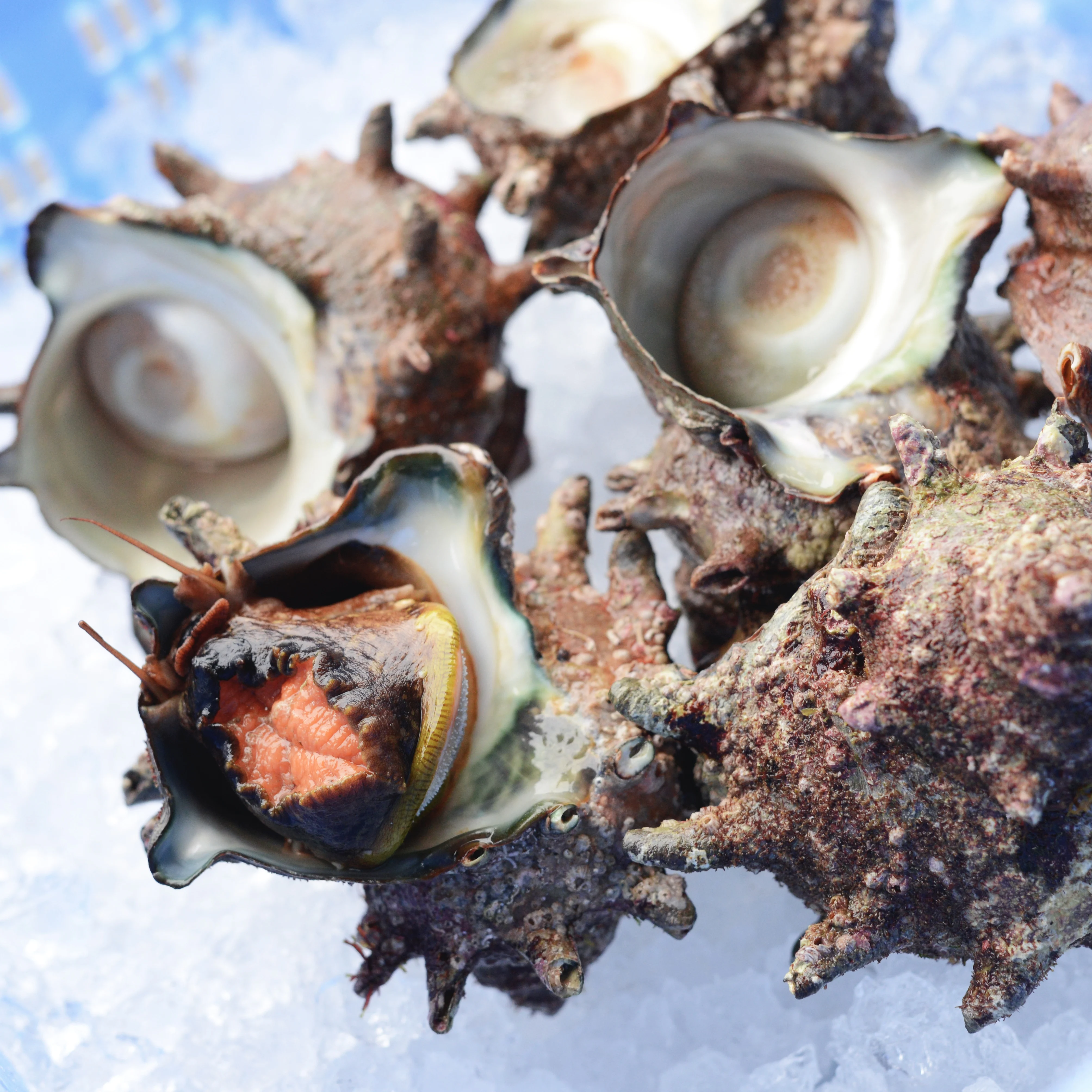 Высокое качество пикантный вкусные раковины продукции Настольный свежие морепродукты