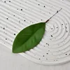 Film Feuilles de Magnolia - Petit